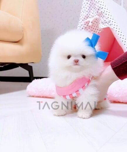 Pomeranian puppy for sale, dog for sale at Tagnimal