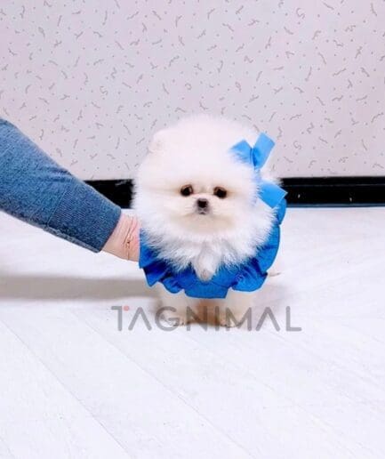 Pomeranian puppy for sale, dog for sale at Tagnimal