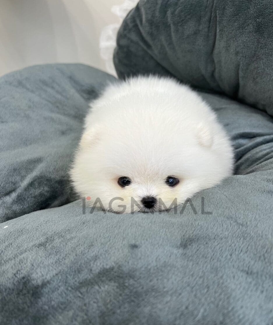 Pomeranian puppy for sale, dog for sale at Tagnimal