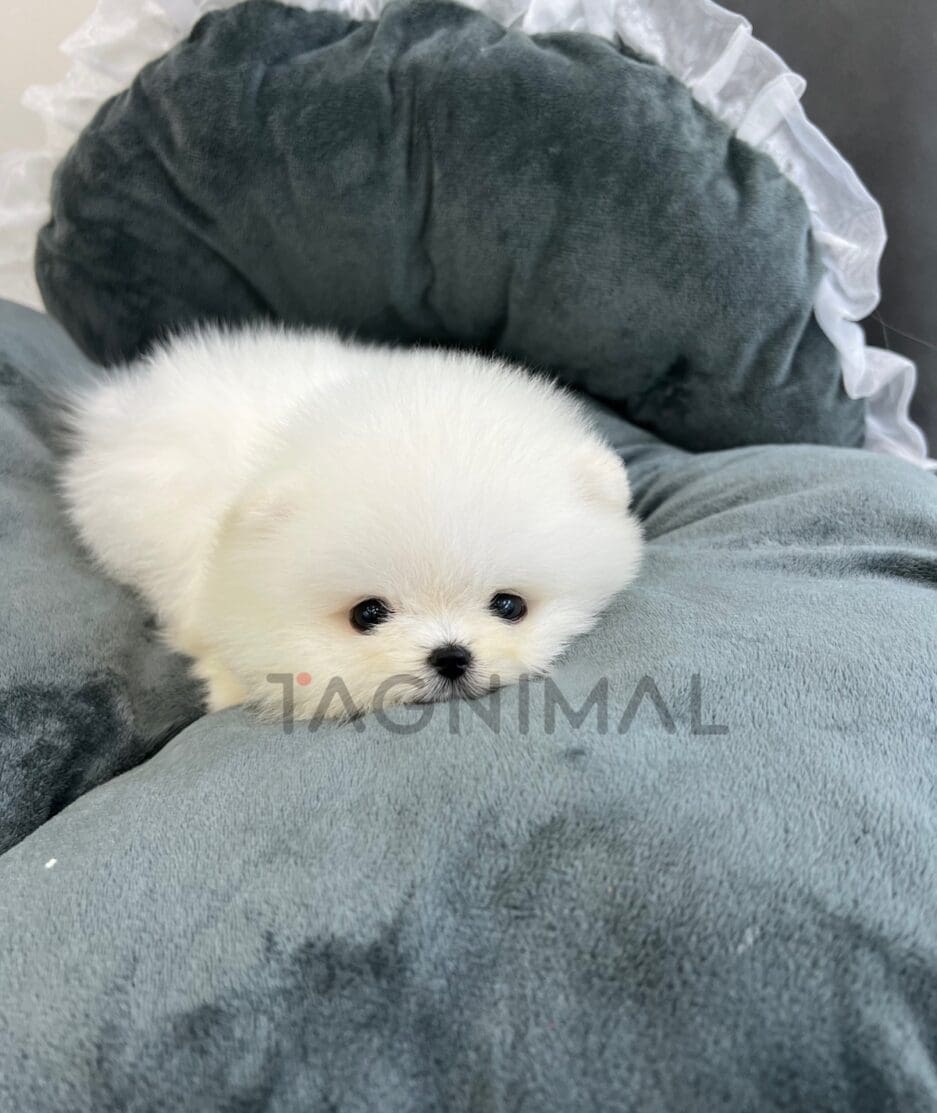 Pomeranian puppy for sale, dog for sale at Tagnimal