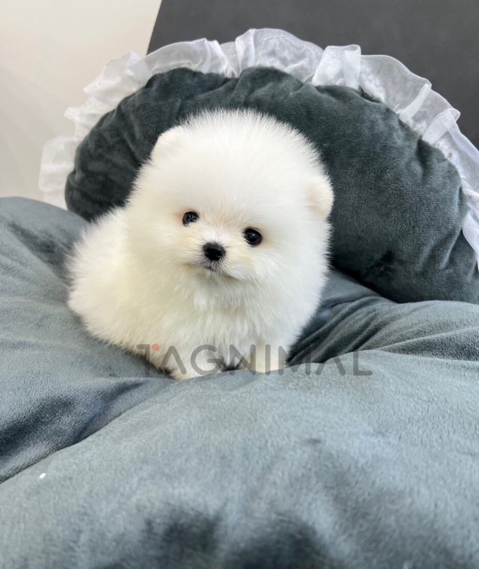 Pomeranian puppy for sale, dog for sale at Tagnimal