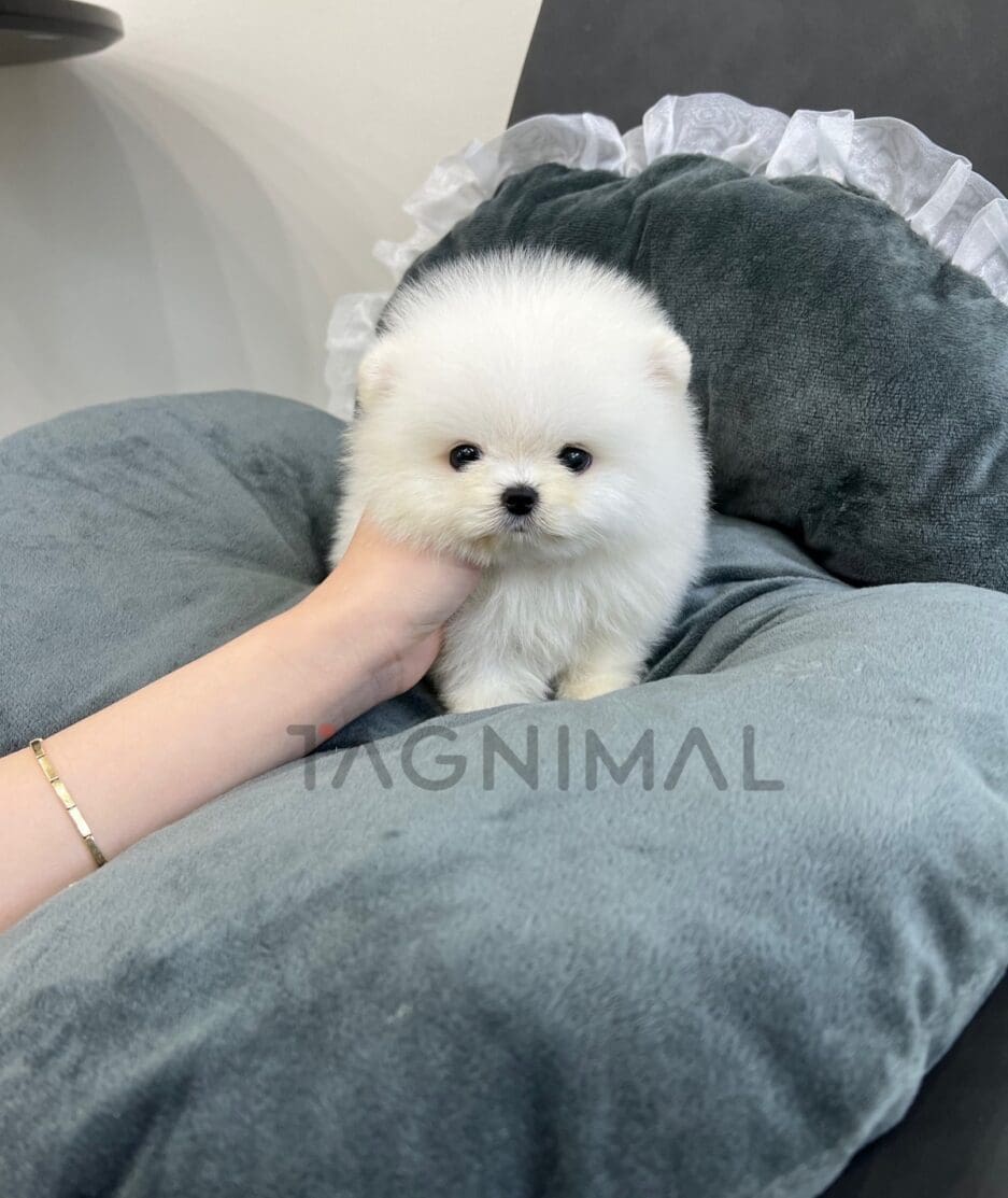 Pomeranian puppy for sale, dog for sale at Tagnimal