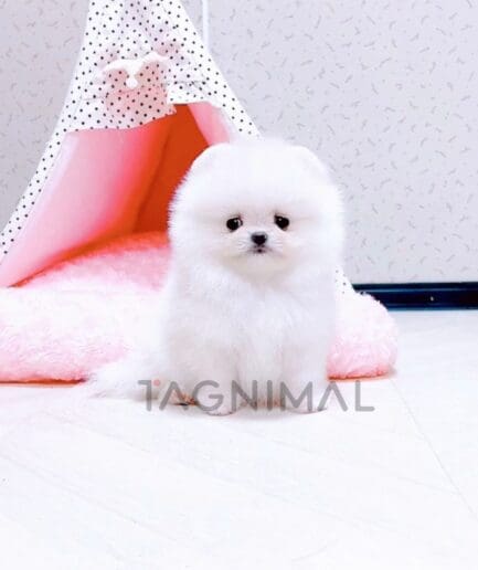 Pomeranian puppy for sale, dog for sale at Tagnimal