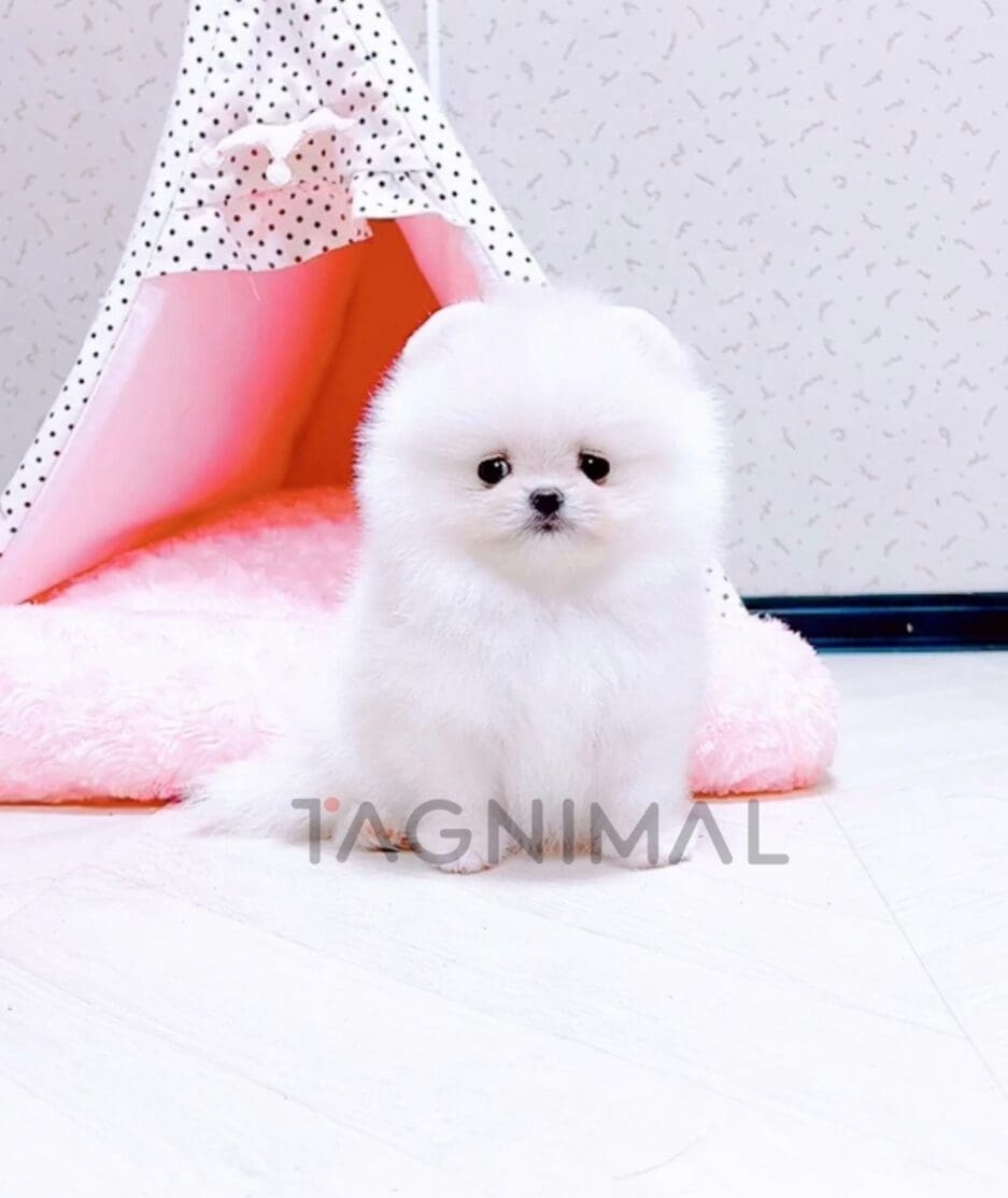 Pomeranian puppy for sale, dog for sale at Tagnimal