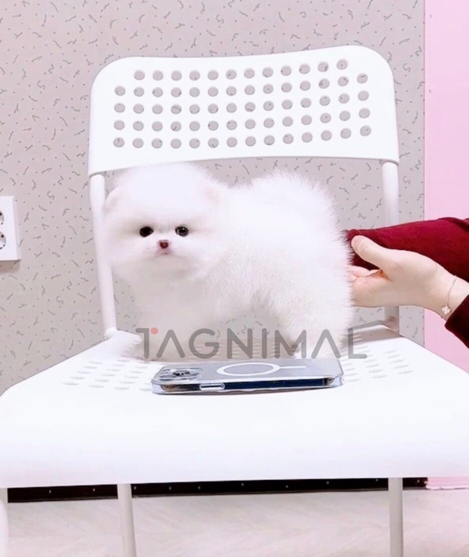 Pomeranian puppy for sale, dog for sale at Tagnimal