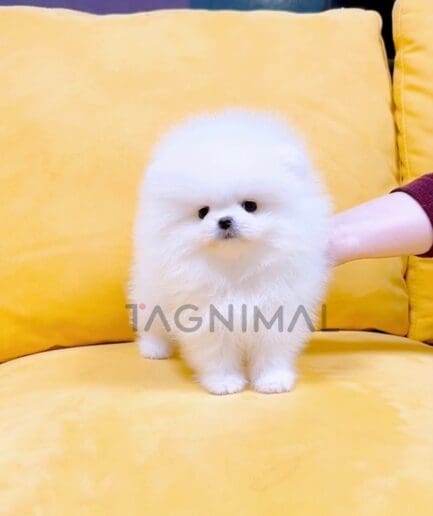 Pomeranian puppy for sale, dog for sale at Tagnimal