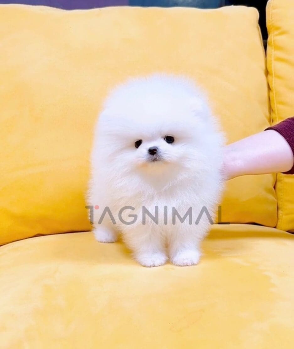 Pomeranian puppy for sale, dog for sale at Tagnimal