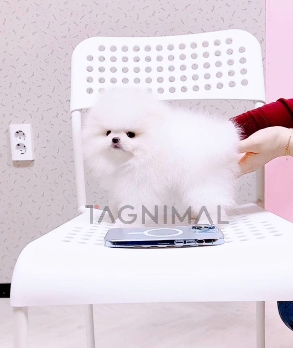 Pomeranian puppy for sale, dog for sale at Tagnimal