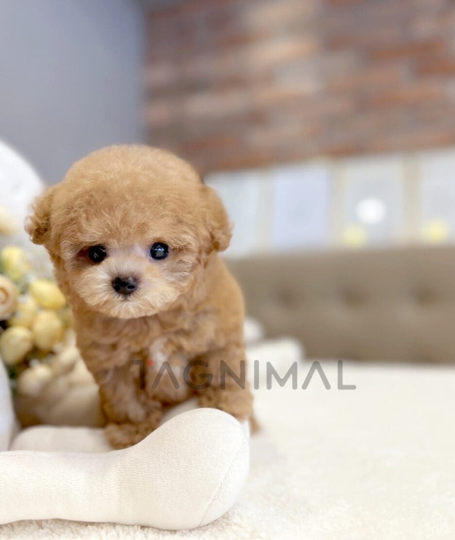 Poodle puppy for sale, dog for sale at Tagnimal