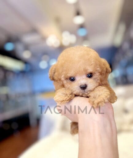 Poodle puppy for sale, dog for sale at Tagnimal