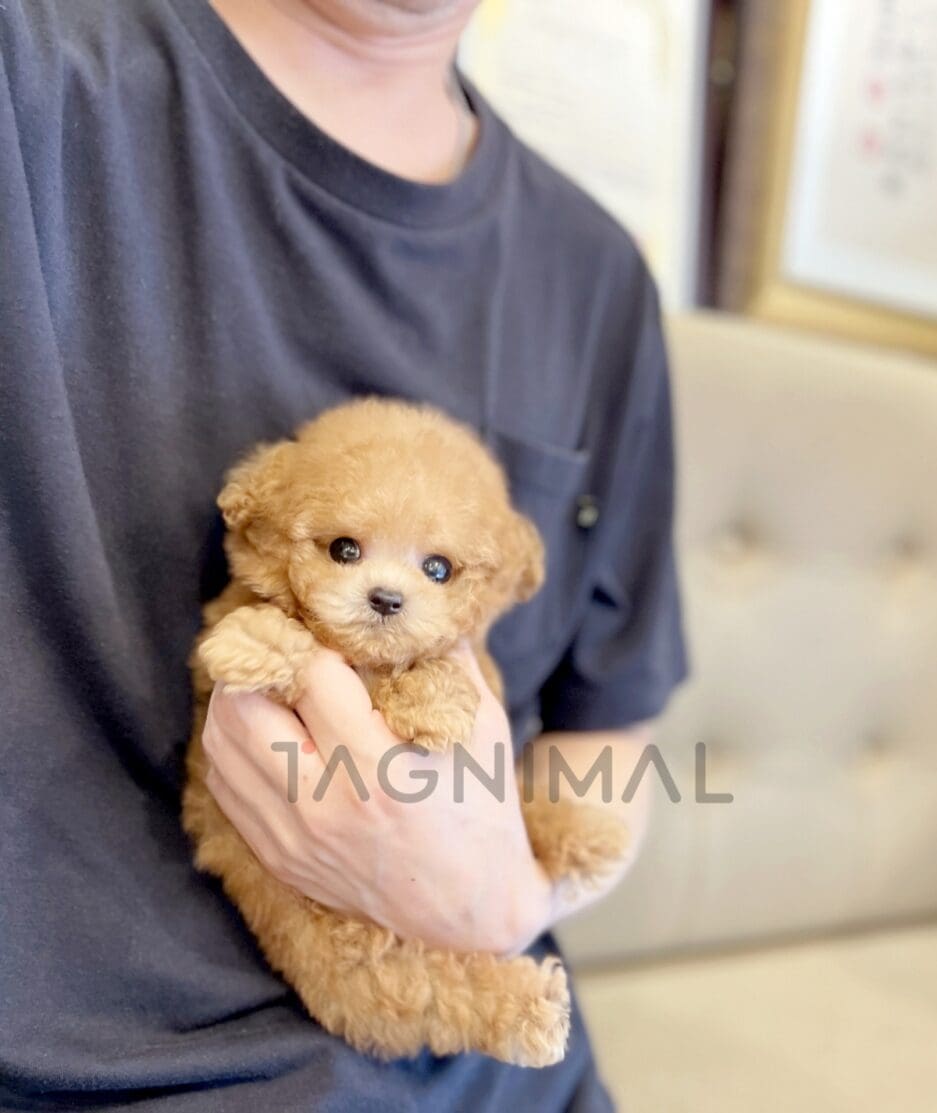 Poodle puppy for sale, dog for sale at Tagnimal