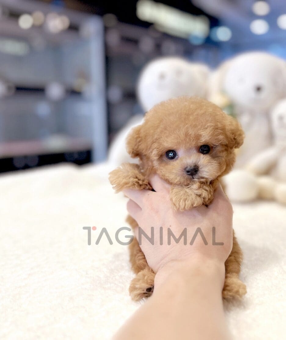 Poodle puppy for sale, dog for sale at Tagnimal