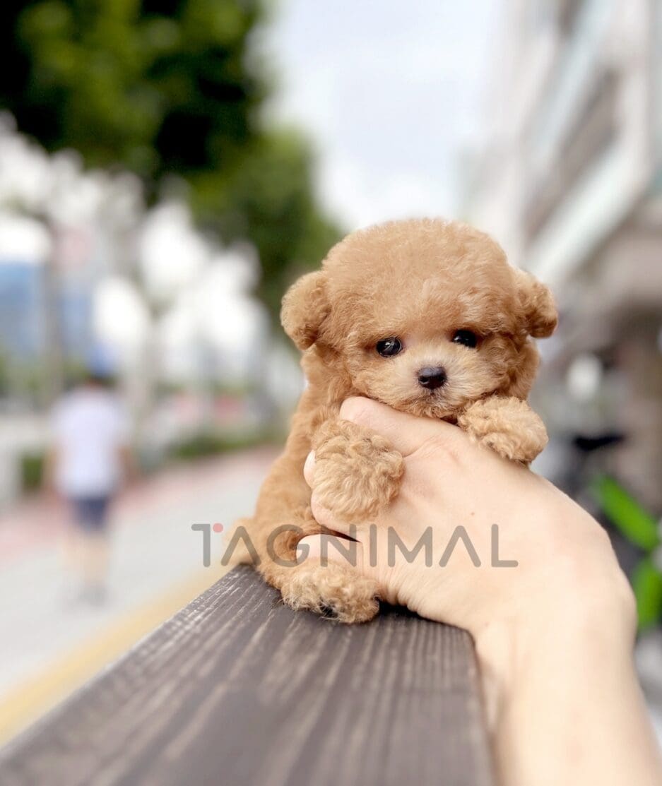 Poodle puppy for sale, dog for sale at Tagnimal