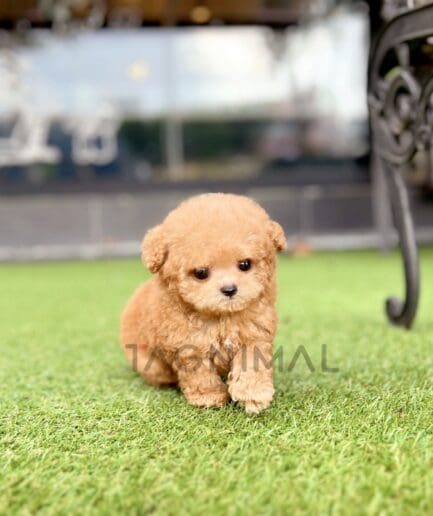 Poodle puppy for sale, dog for sale at Tagnimal