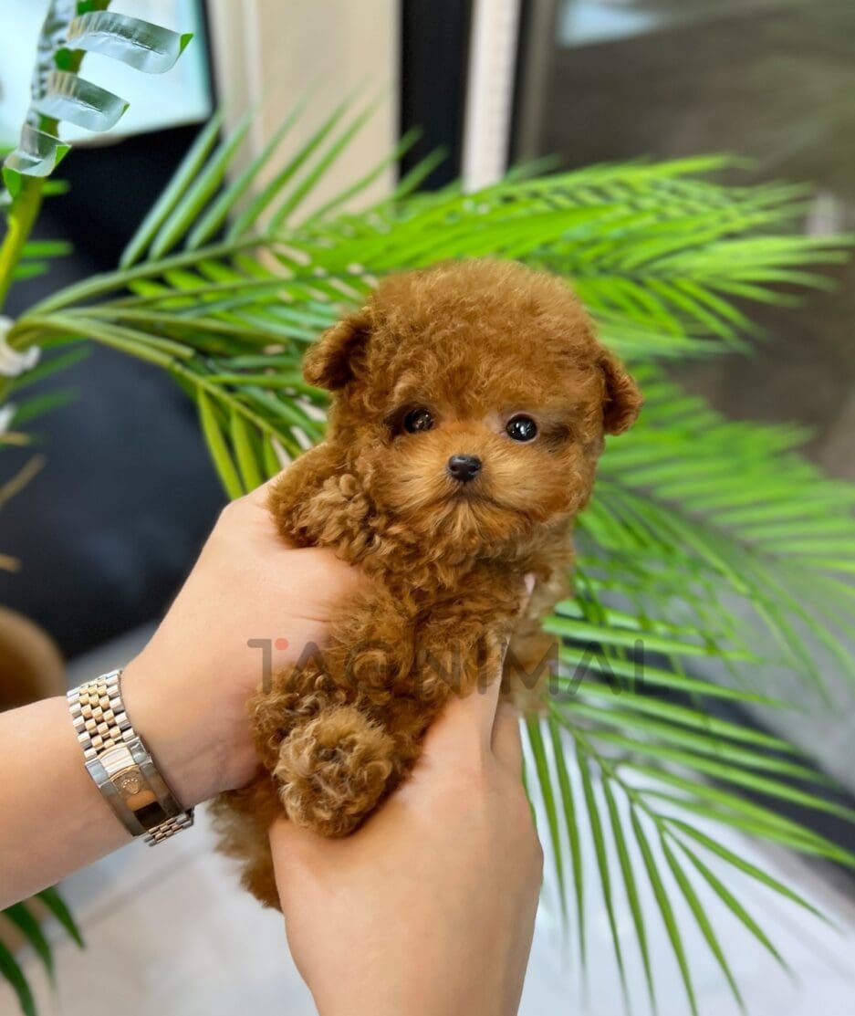 Poodle puppy for sale, dog for sale at Tagnimal