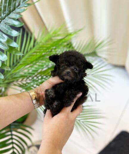 Poodle puppy for sale, dog for sale at Tagnimal