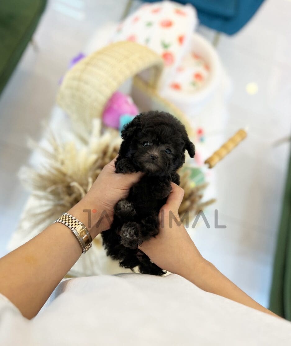 Poodle puppy for sale, dog for sale at Tagnimal