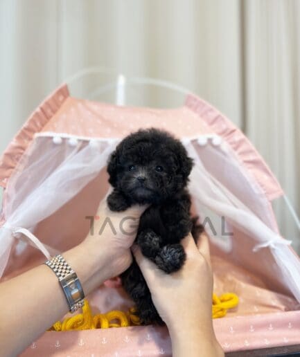 Poodle puppy for sale, dog for sale at Tagnimal