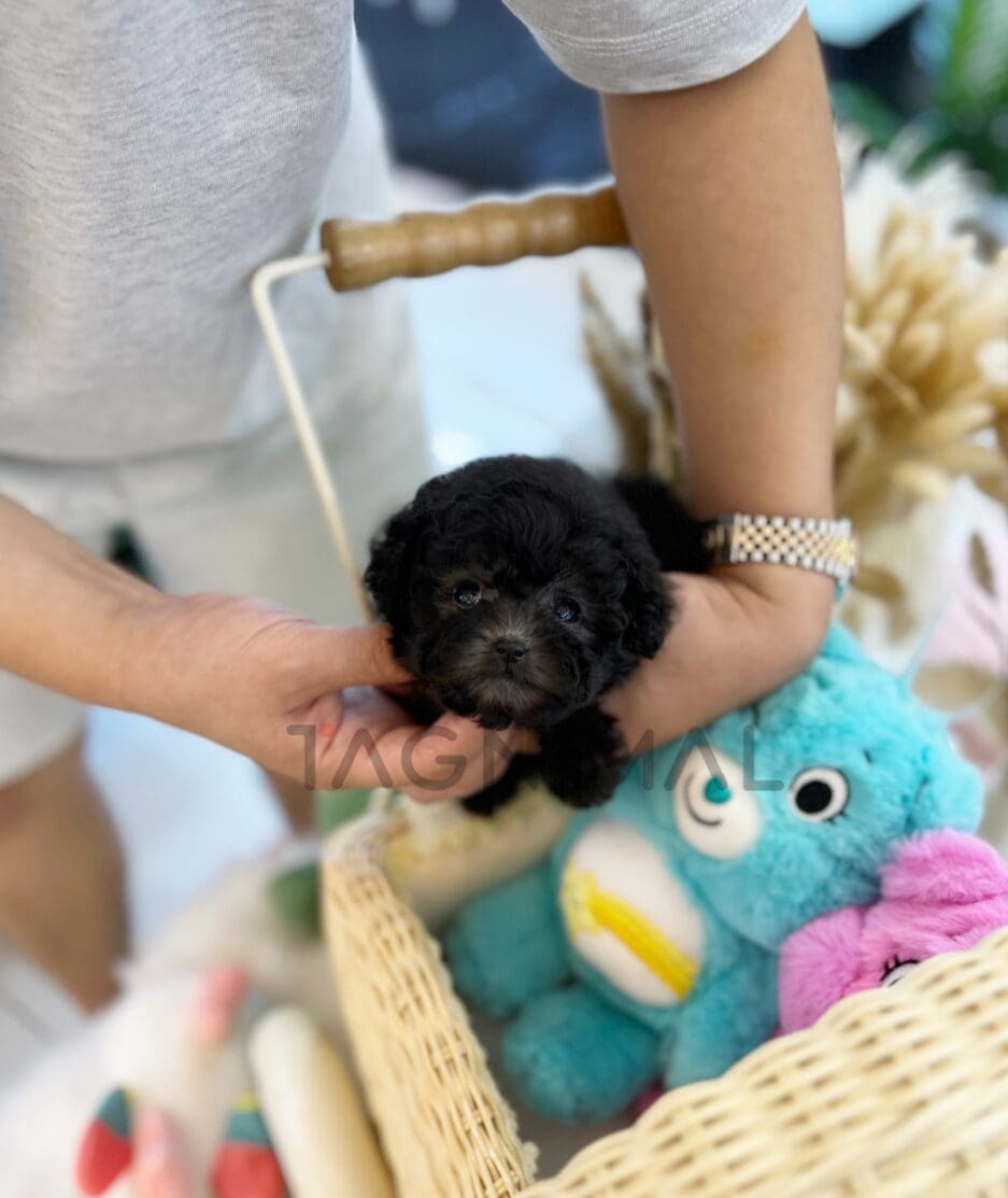 Poodle puppy for sale, dog for sale at Tagnimal