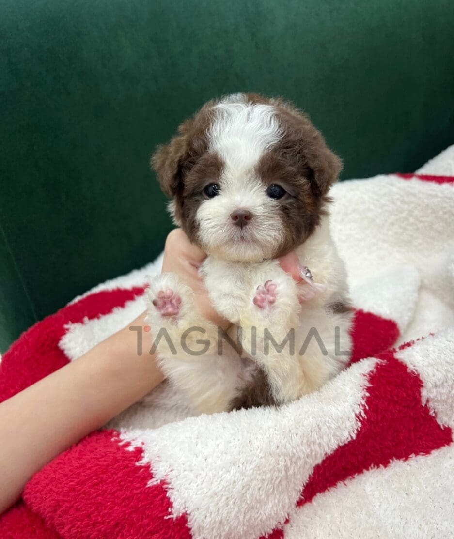 Poodle puppy for sale, dog for sale at Tagnimal