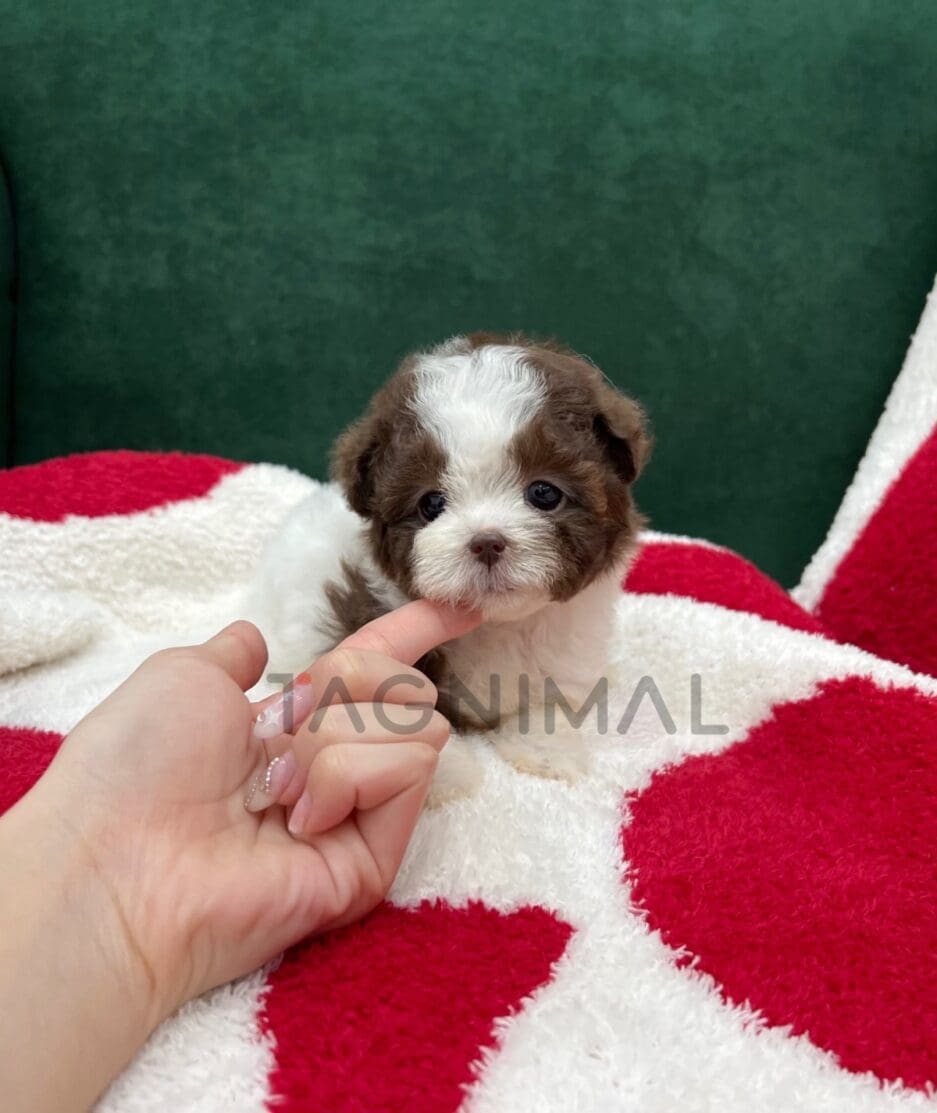 Poodle puppy for sale, dog for sale at Tagnimal