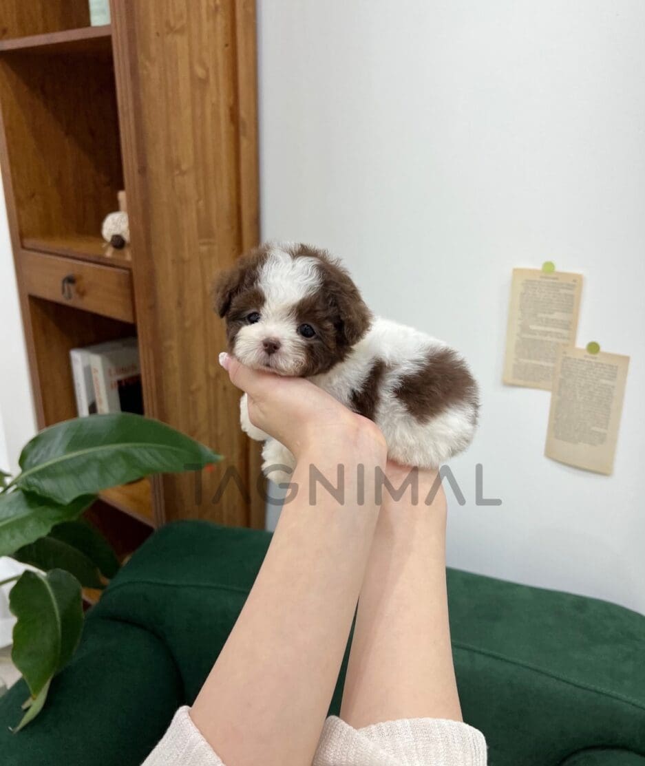 Poodle puppy for sale, dog for sale at Tagnimal