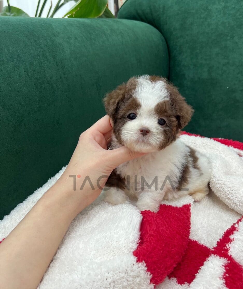 Poodle puppy for sale, dog for sale at Tagnimal