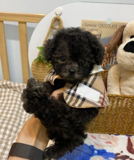 Poodle puppy for sale, dog for sale at Tagnimal