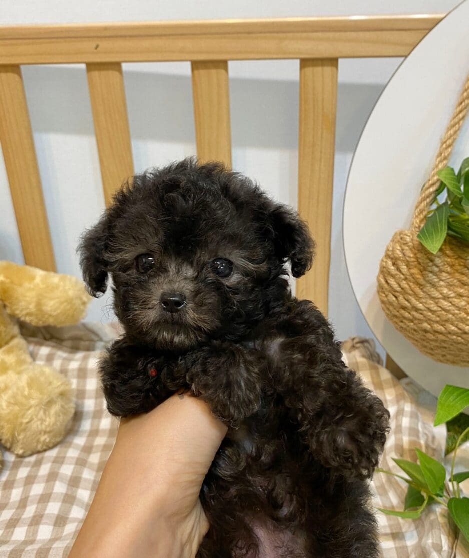 Poodle puppy for sale, dog for sale at Tagnimal