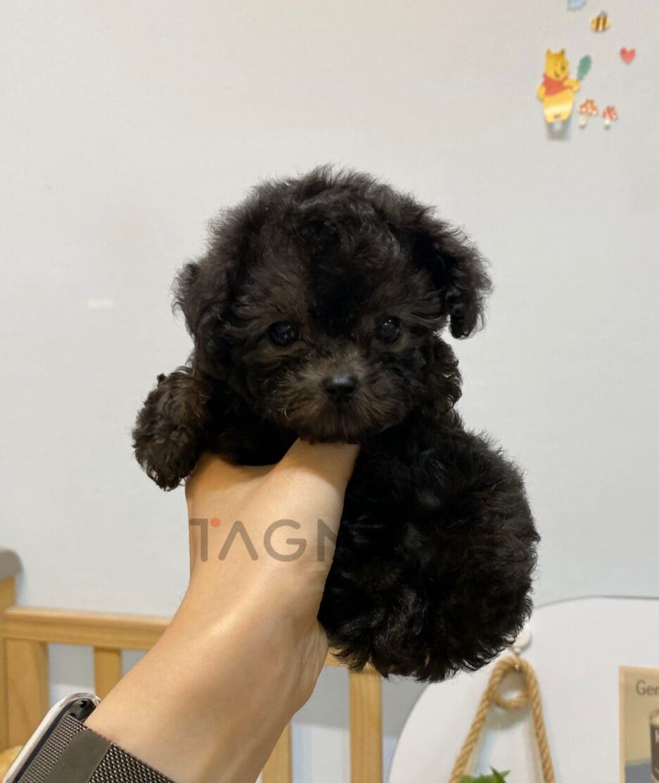 Poodle puppy for sale, dog for sale at Tagnimal