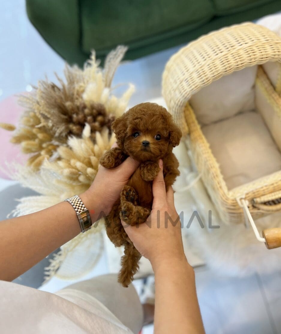 Poodle puppy for sale, dog for sale at Tagnimal