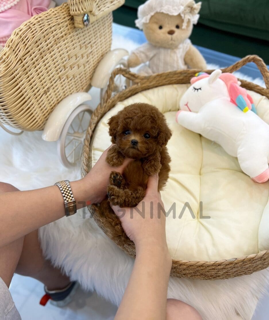 Poodle puppy for sale, dog for sale at Tagnimal