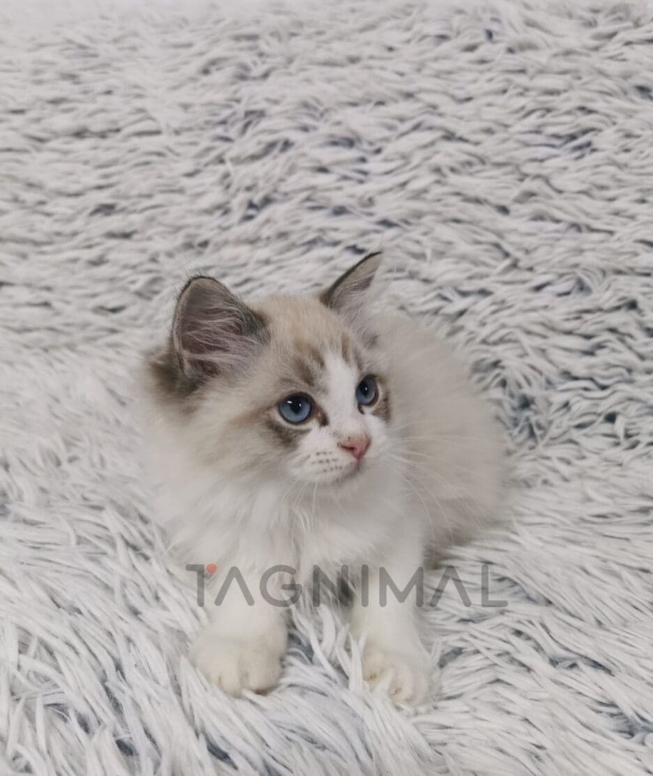 Ragdoll kitten for sale, cat for sale at Tagnimal