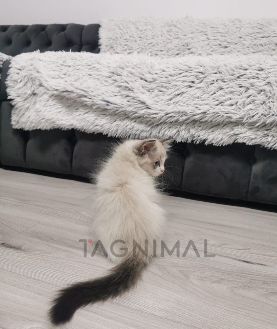 Ragdoll kitten for sale, cat for sale at Tagnimal