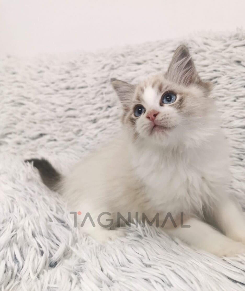 Ragdoll kitten for sale, cat for sale at Tagnimal