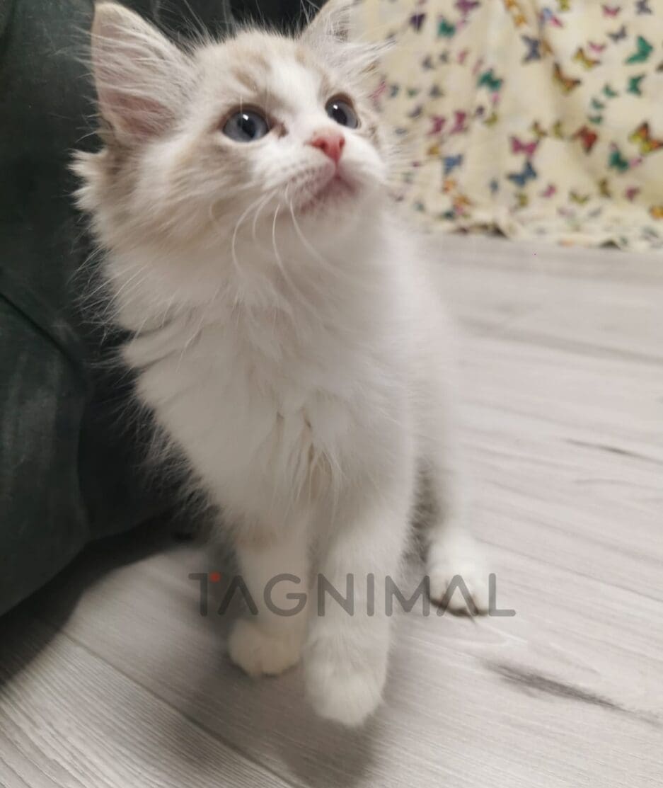 Ragdoll kitten for sale, cat for sale at Tagnimal