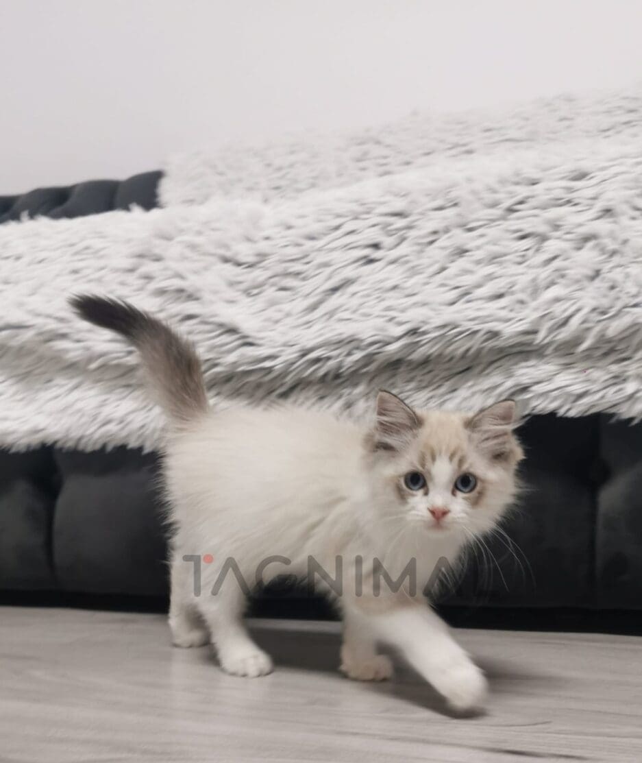 Ragdoll kitten for sale, cat for sale at Tagnimal