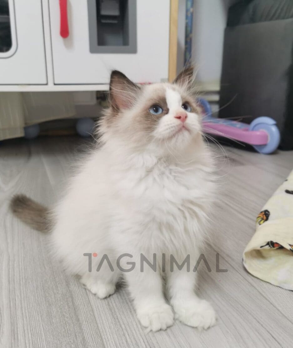 British shorthair kitten for sale, cat for sale at Tagnimal