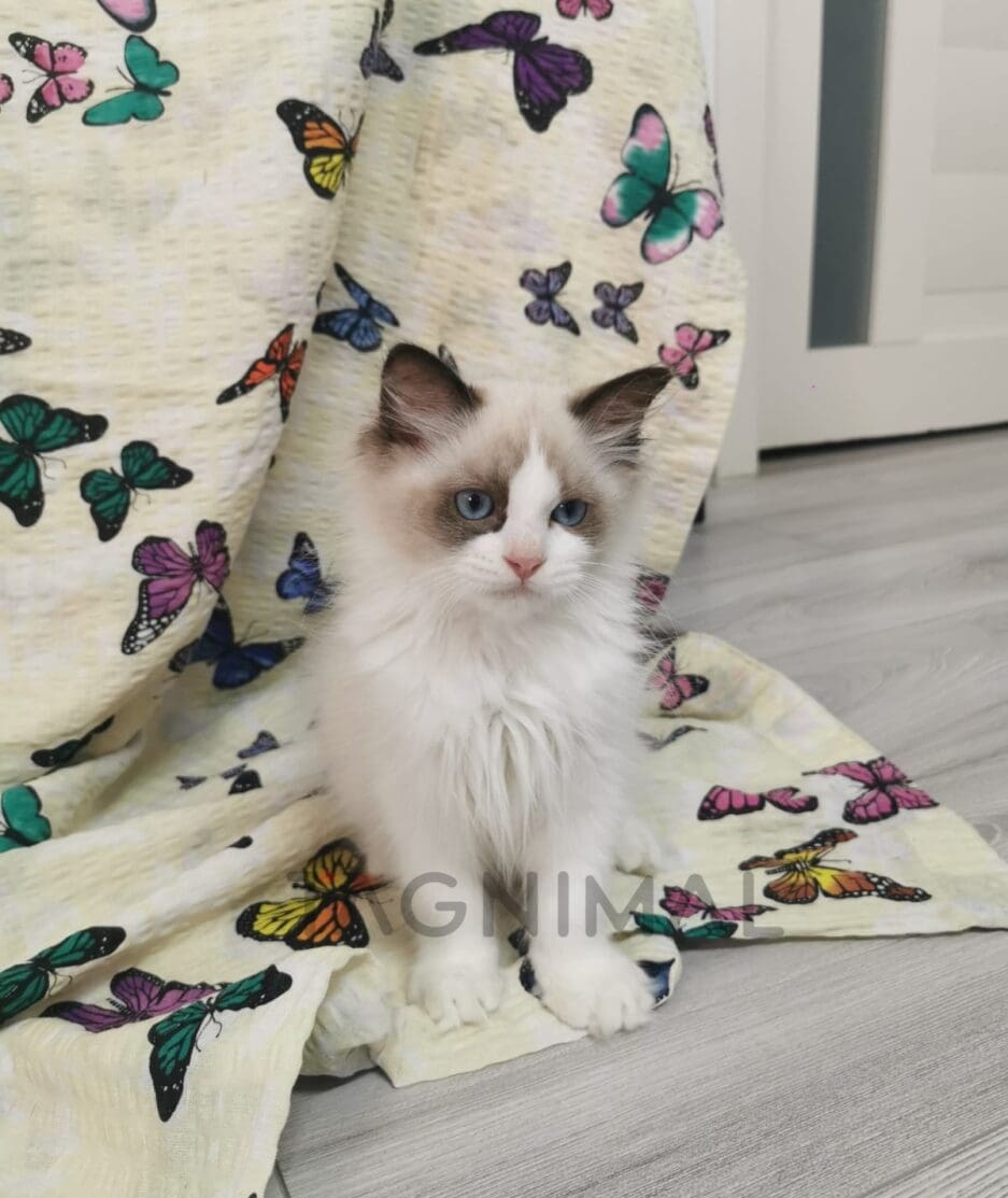 Ragdoll kitten for sale, cat for sale at Tagnimal