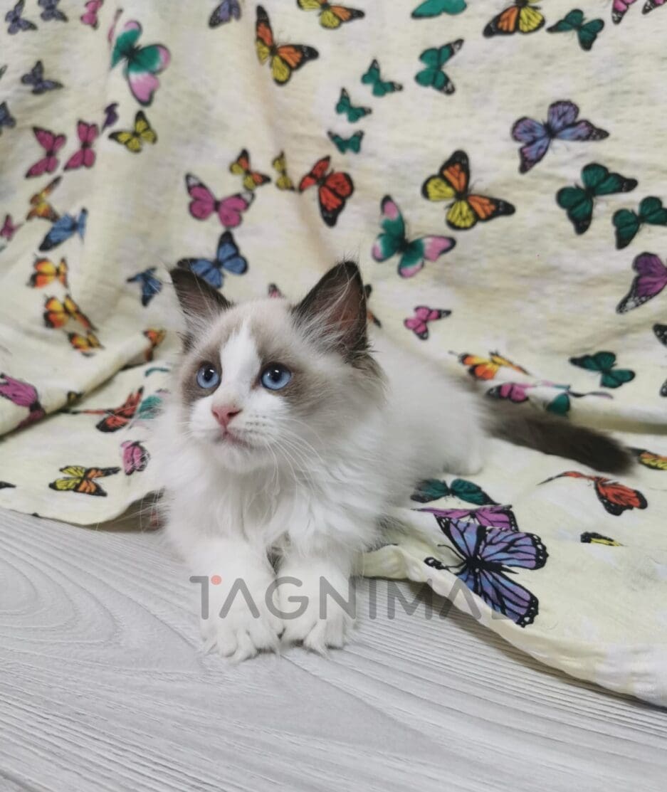 Ragdoll kitten for sale, cat for sale at Tagnimal