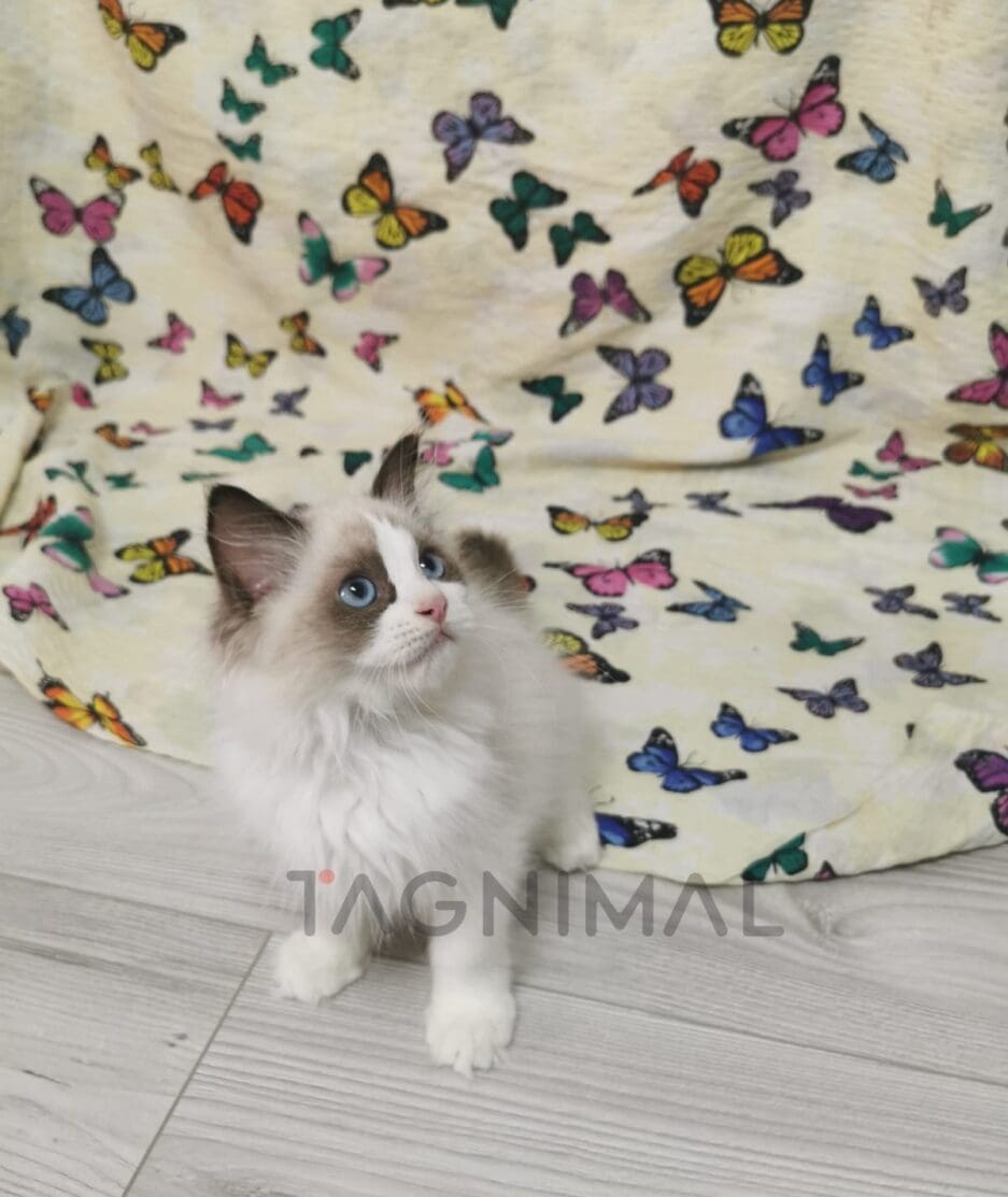 Ragdoll kitten for sale, cat for sale at Tagnimal