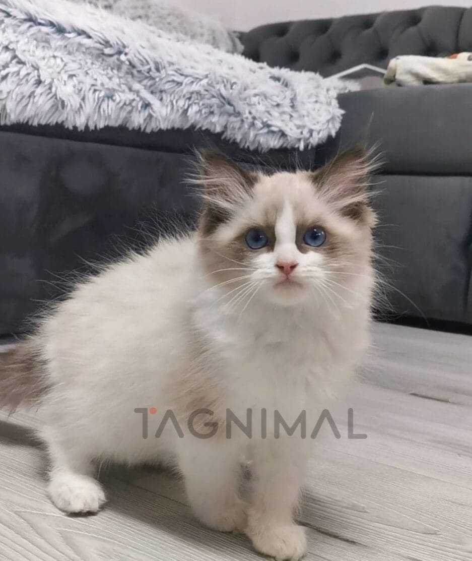 Ragdoll kitten for sale, cat for sale at Tagnimal