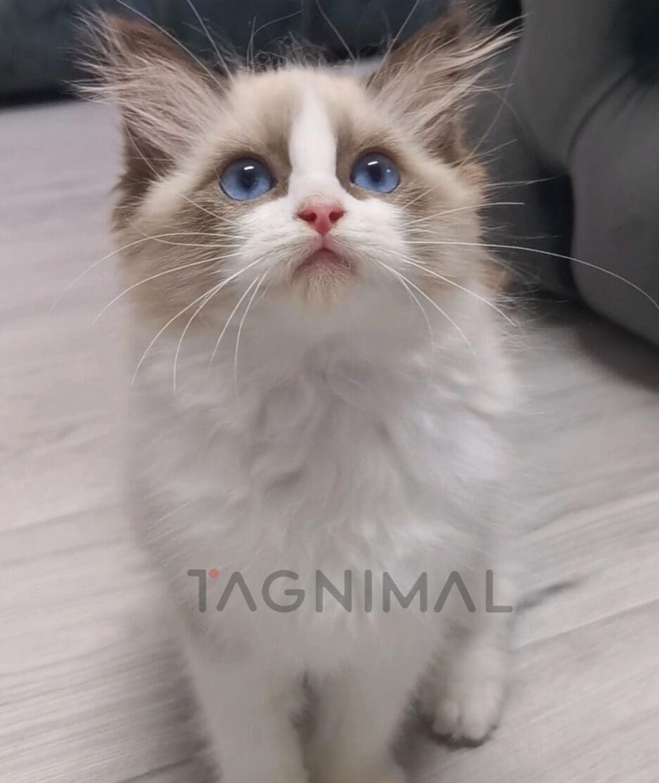 Ragdoll kitten for sale, cat for sale at Tagnimal