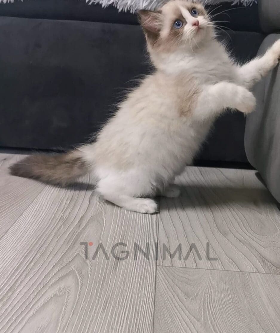 Ragdoll kitten for sale, cat for sale at Tagnimal