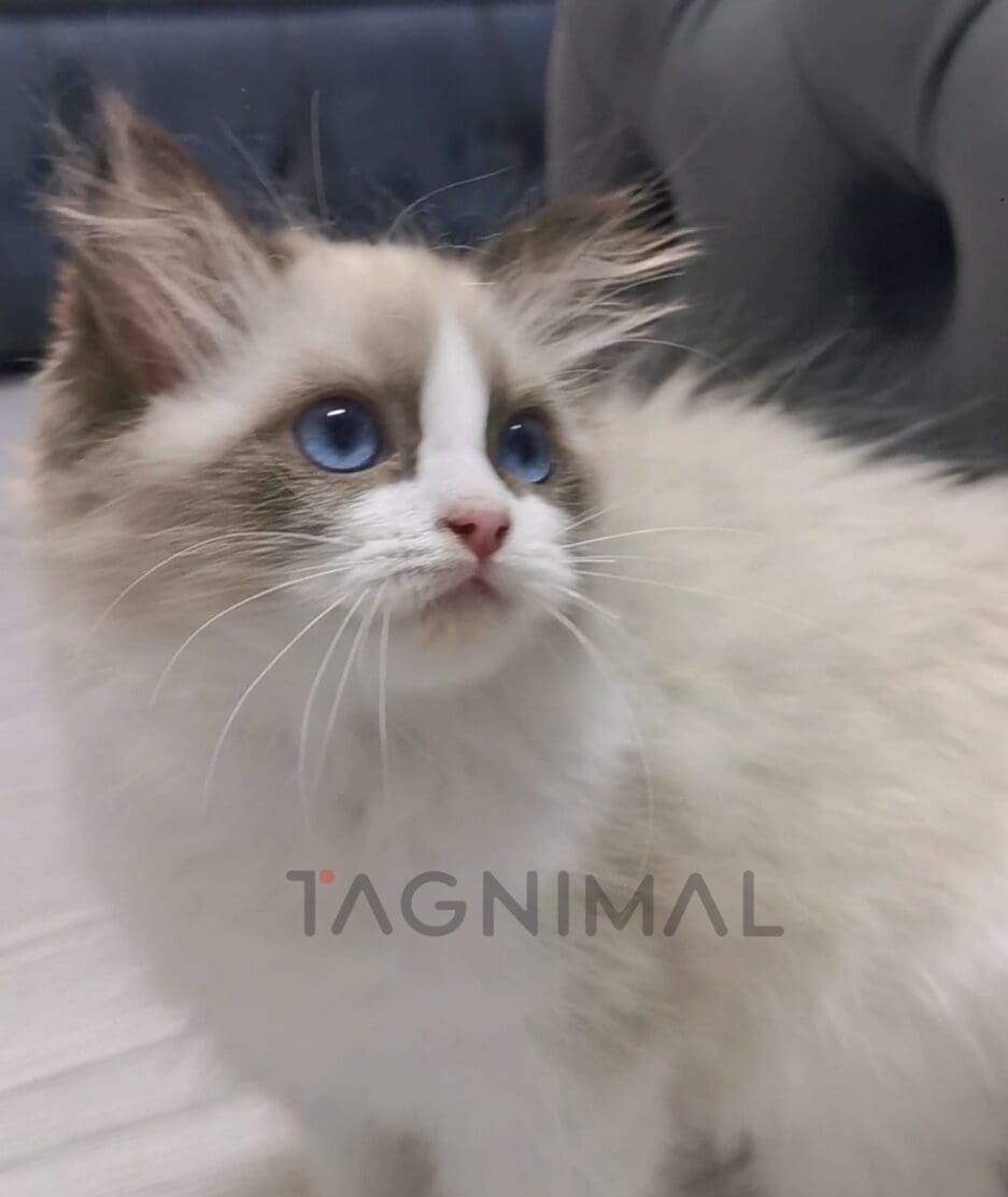 Ragdoll kitten for sale, cat for sale at Tagnimal