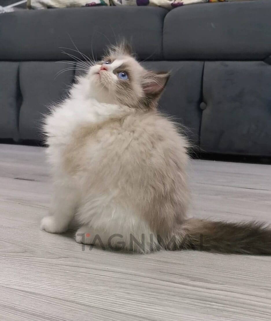 Ragdoll kitten for sale, cat for sale at Tagnimal