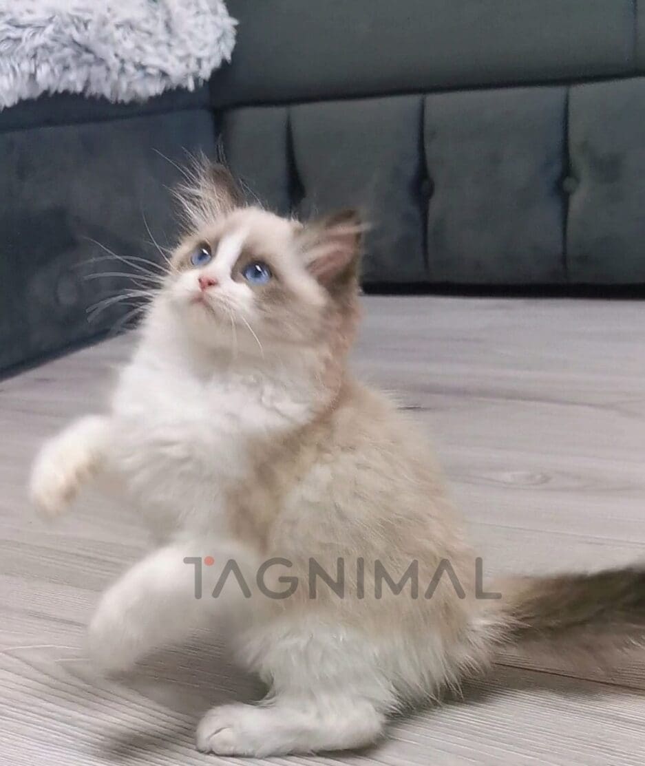 Ragdoll kitten for sale, cat for sale at Tagnimal