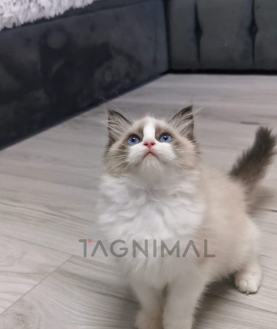 Ragdoll kitten for sale, cat for sale at Tagnimal