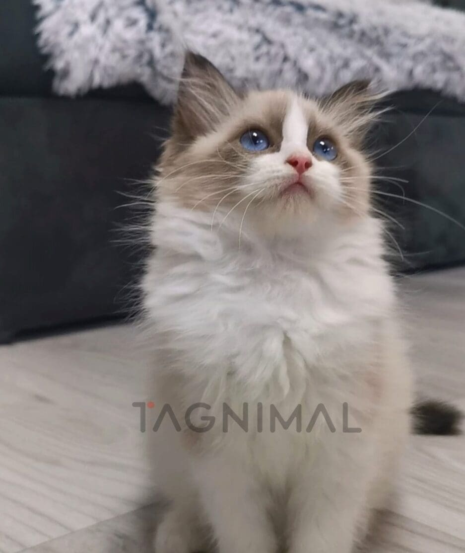 Ragdoll kitten for sale, cat for sale at Tagnimal