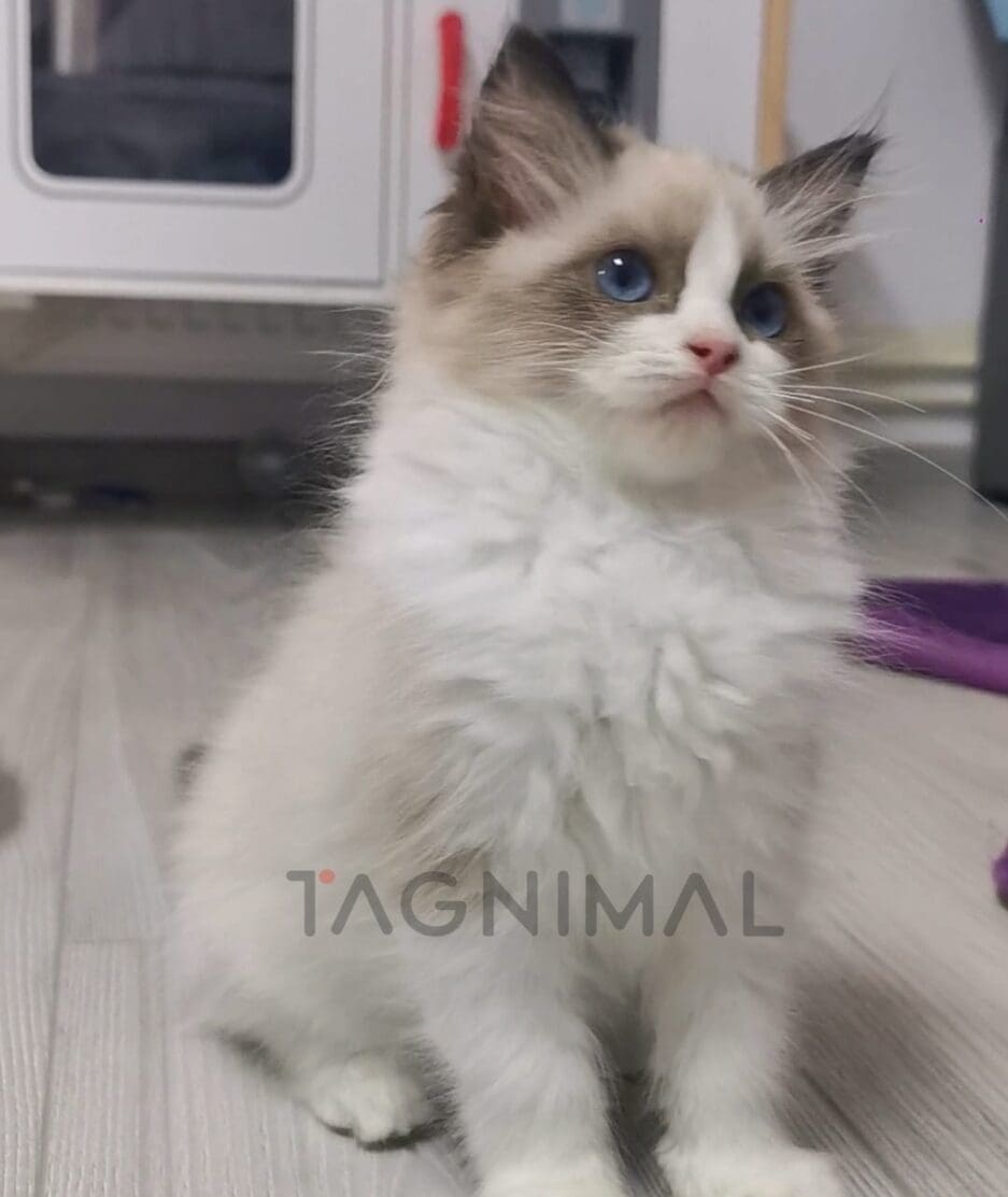 Ragdoll kitten for sale, cat for sale at Tagnimal